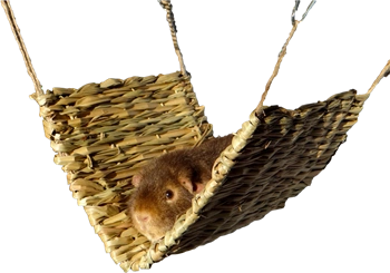 TRIXIE Grashängematte für Nager und Kaninchen - Naturmaterial, 40x29 cm